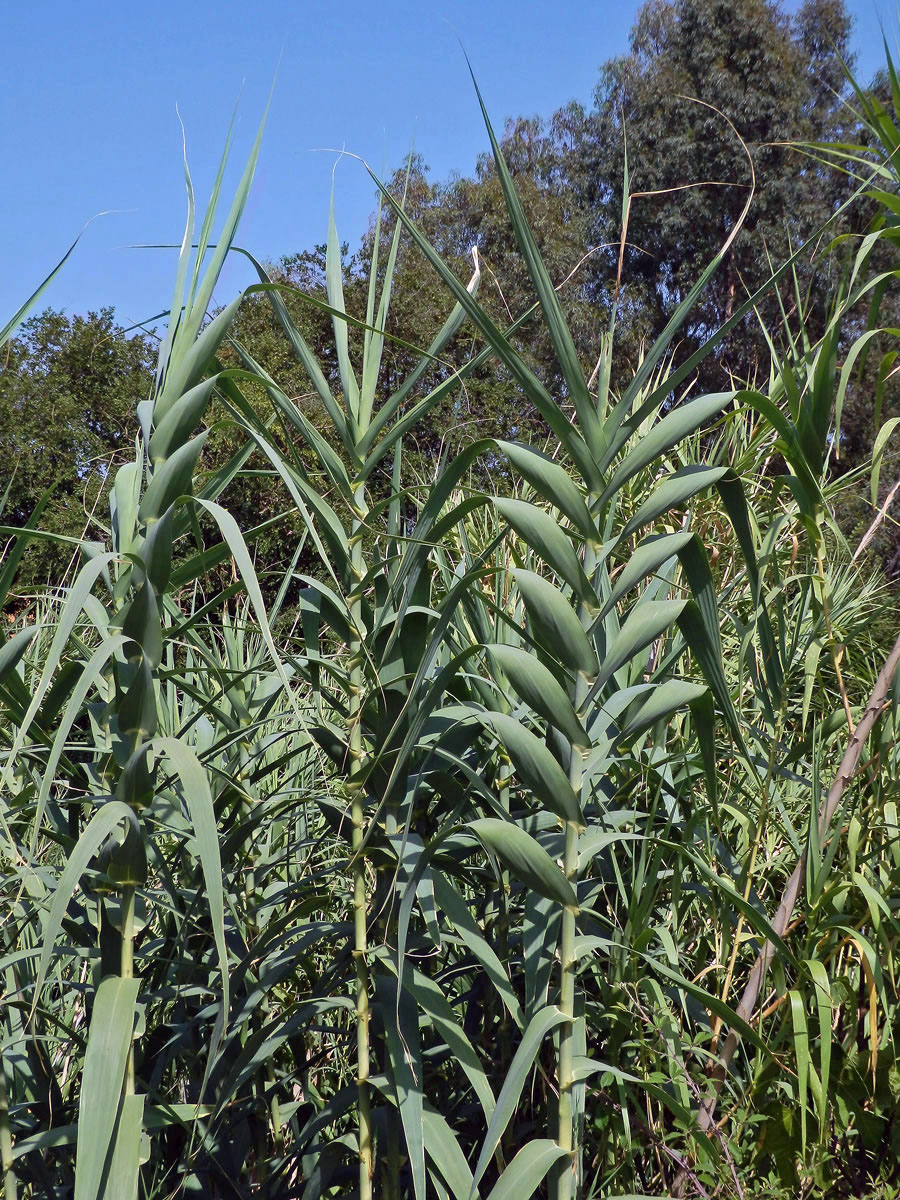 Trsť rákosovitá (Arundo donax L.)