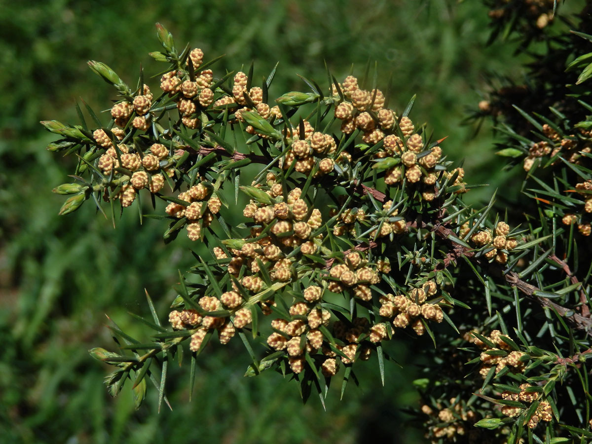 Jalovec obecný pravý (Juniperus communis L. subsp. communis)