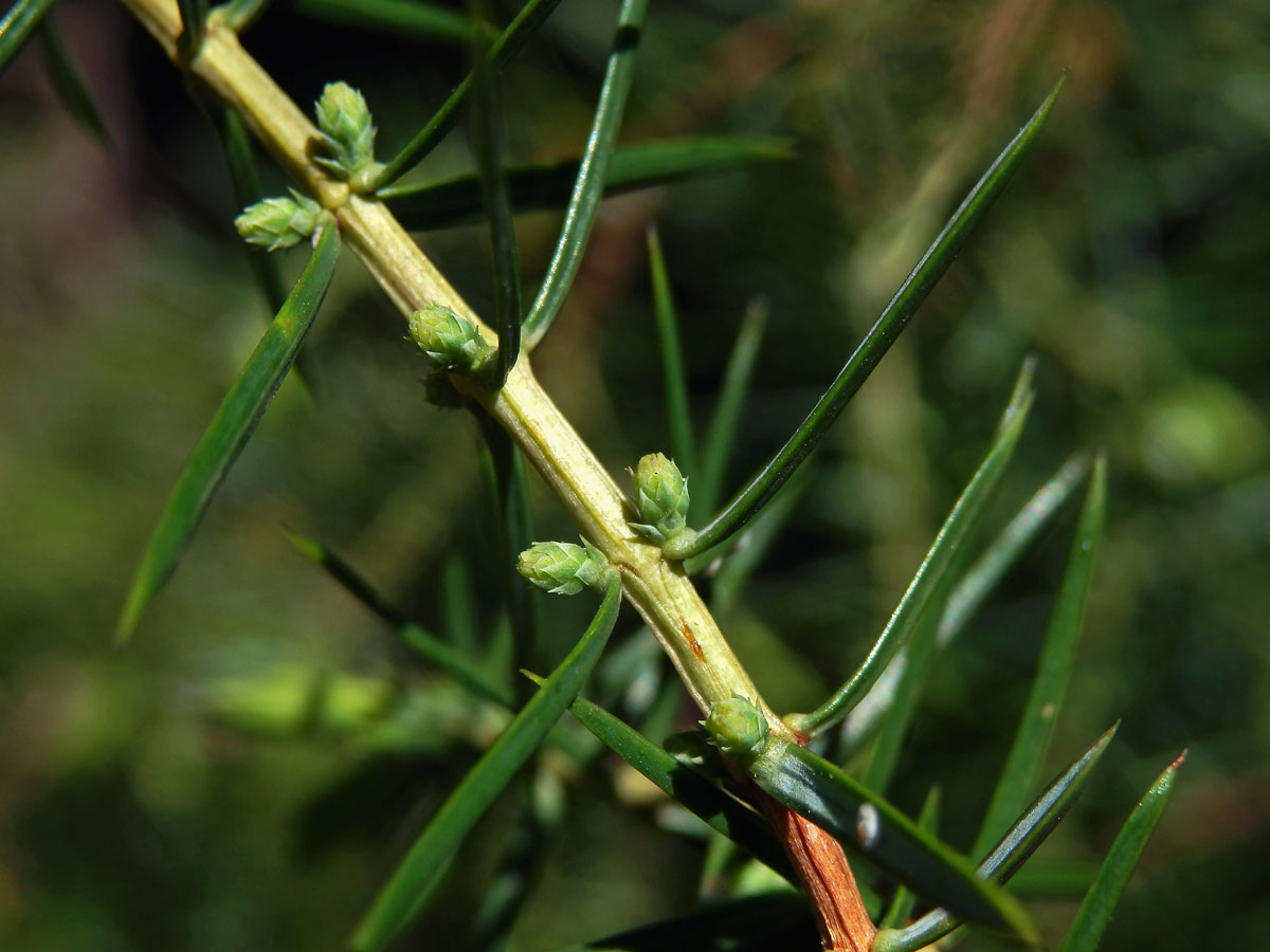 Jalovec obecný pravý (Juniperus communis L. subsp. communis)