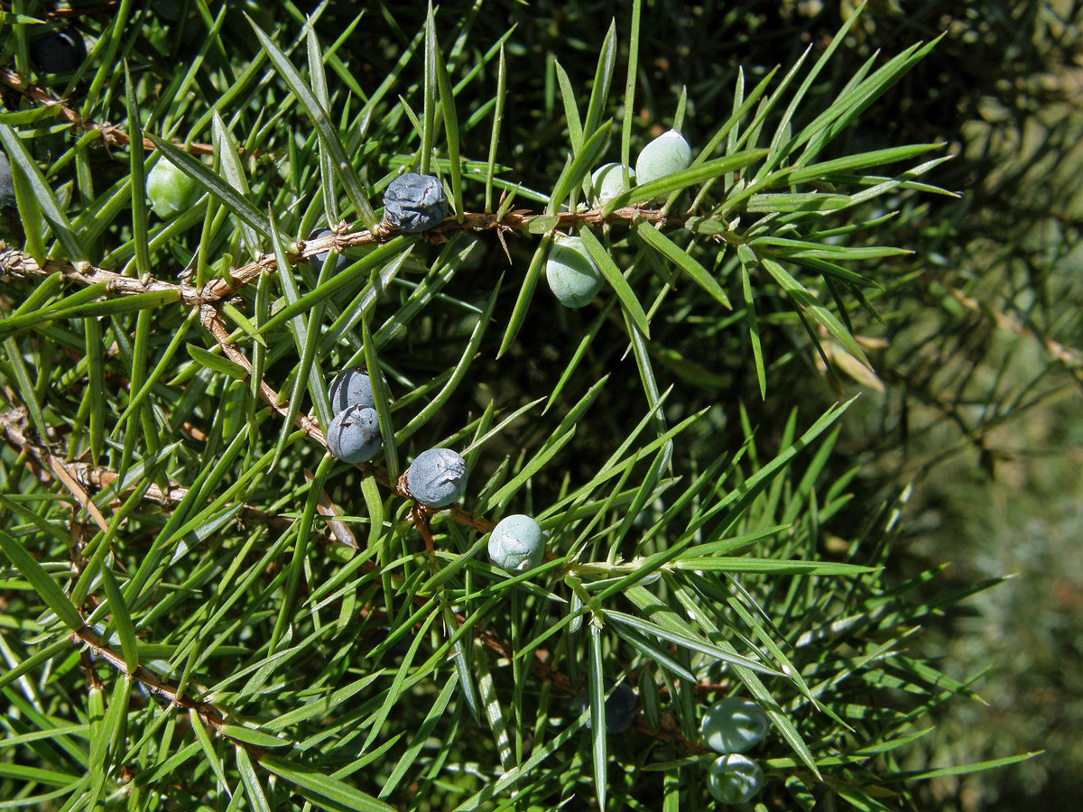 Jalovec obecný pravý (Juniperus communis L. subsp. communis)