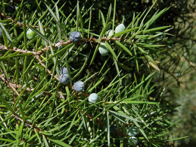 Jalovec obecný pravý (Juniperus communis L. subsp. communis)