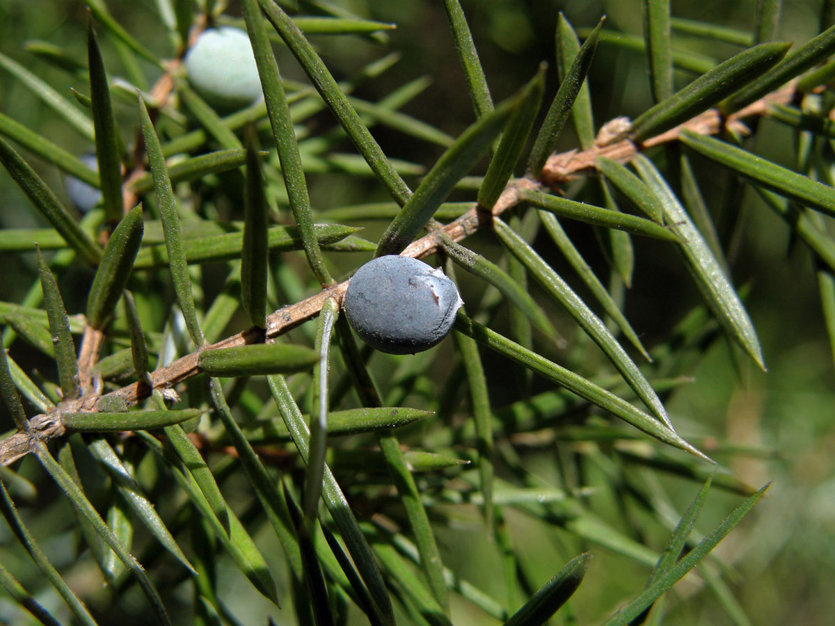 Jalovec obecný pravý (Juniperus communis L. subsp. communis)