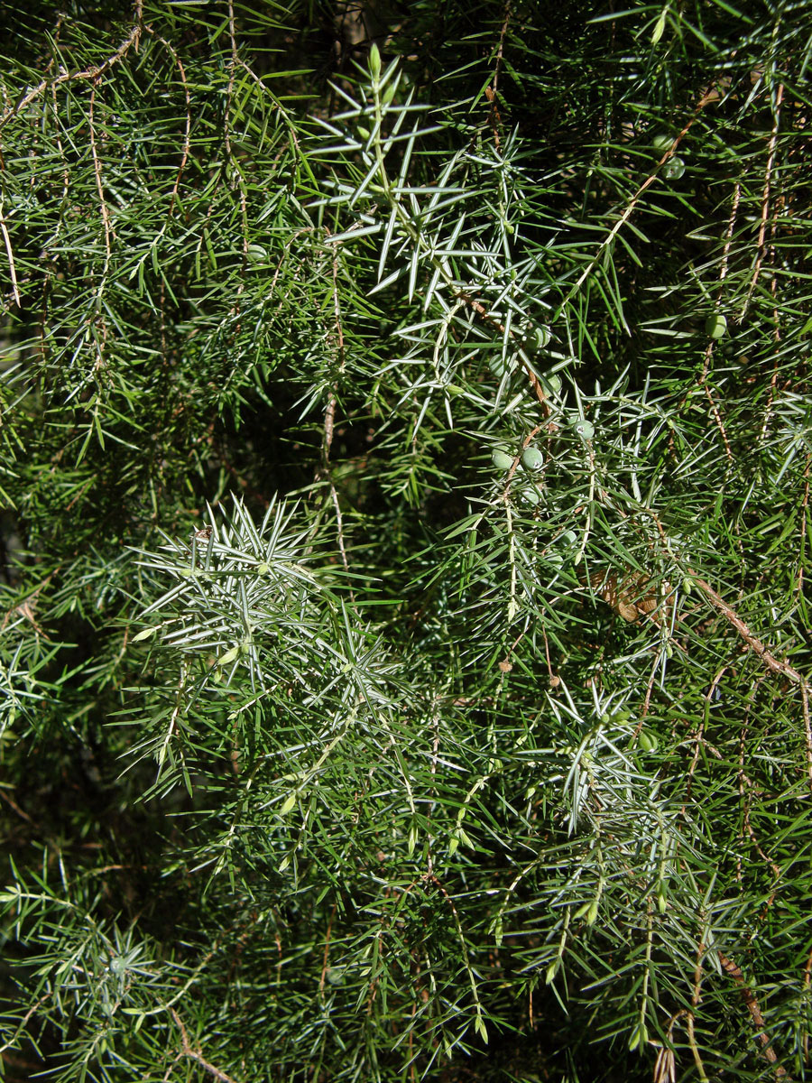 Jalovec obecný pravý (Juniperus communis L. subsp. communis)