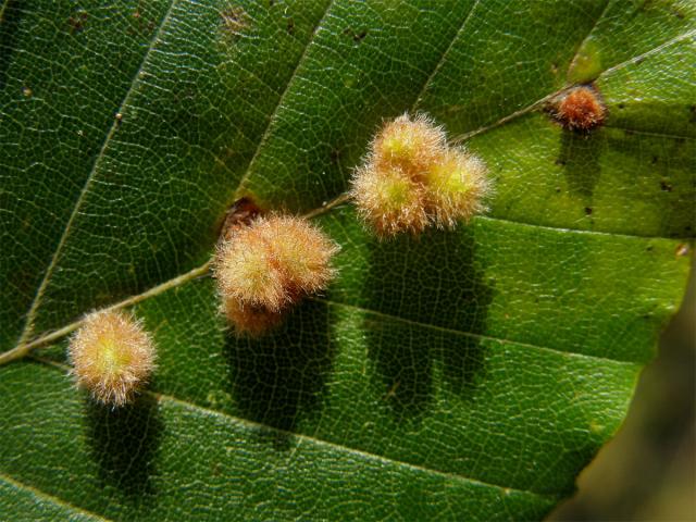 Hálky bejlomorky Hartigiola annulipes