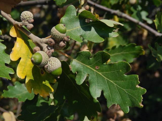 Dub pýřitý (Quercus pubescens Willd.)