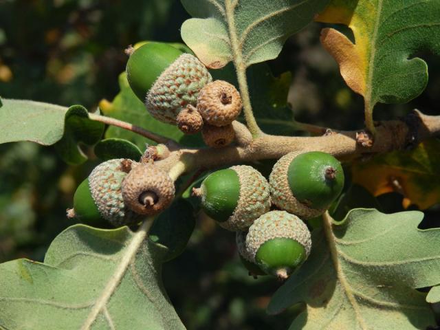 Dub pýřitý (Quercus pubescens Willd.)