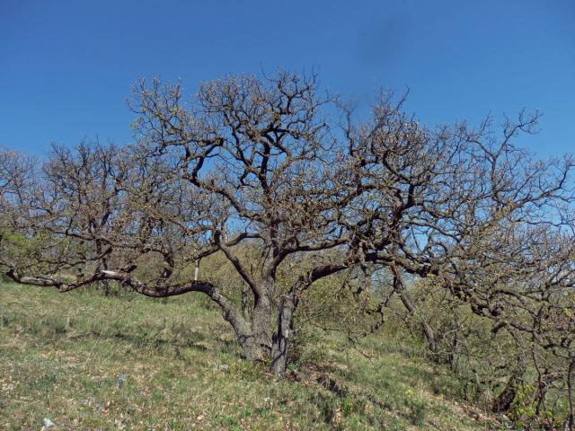 Dub pýřitý (Quercus pubescens Willd.)