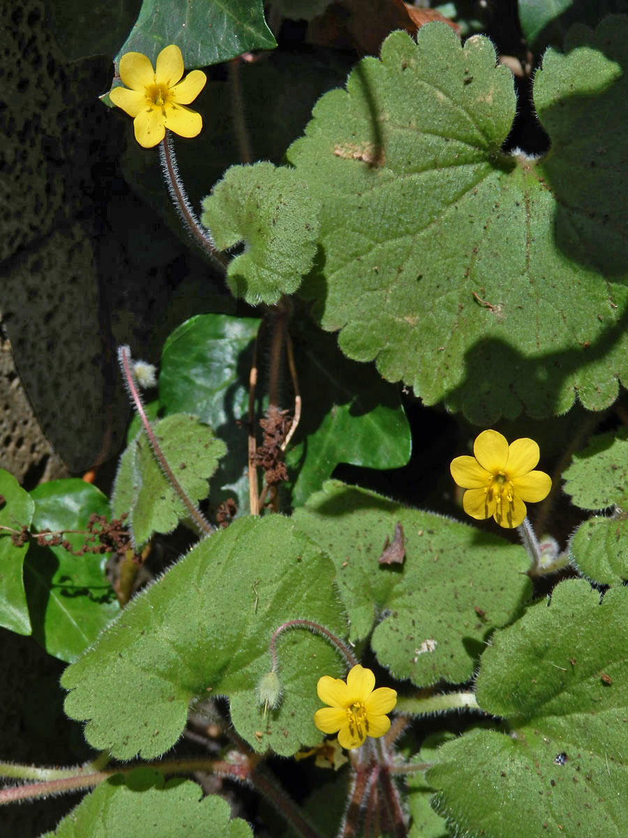 Sibthorpia peregrina L.