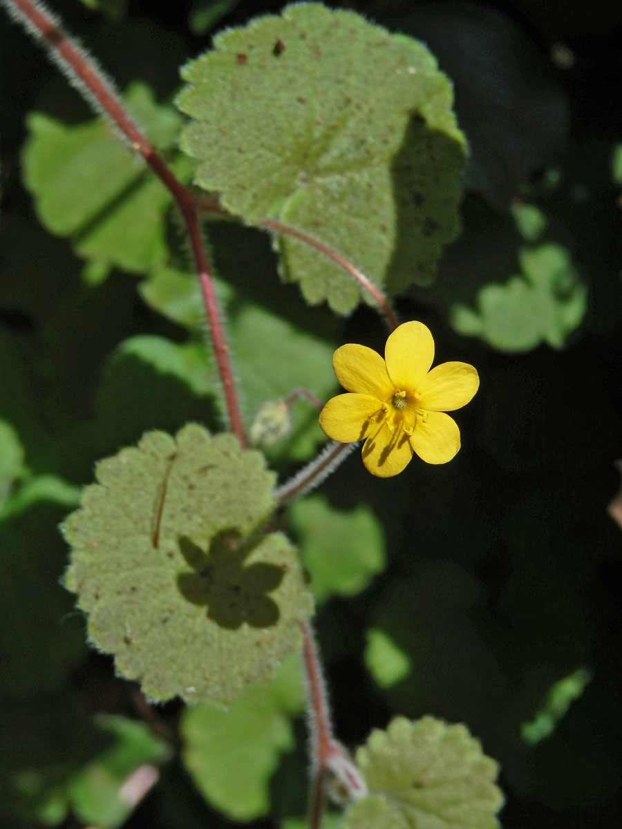 Sibthorpia peregrina L.