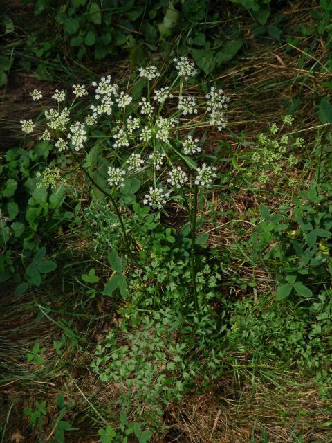 Smldník olešníkový (Peucedanum oreoselinum L.)