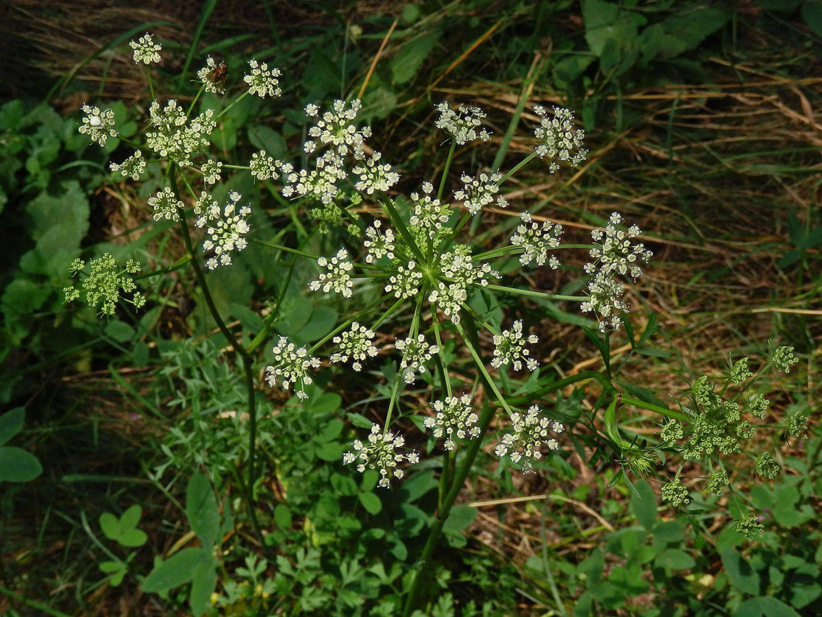 Smldník olešníkový (Peucedanum oreoselinum L.)