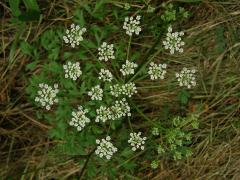 Smldník olešníkový (Peucedanum oreoselinum L.)