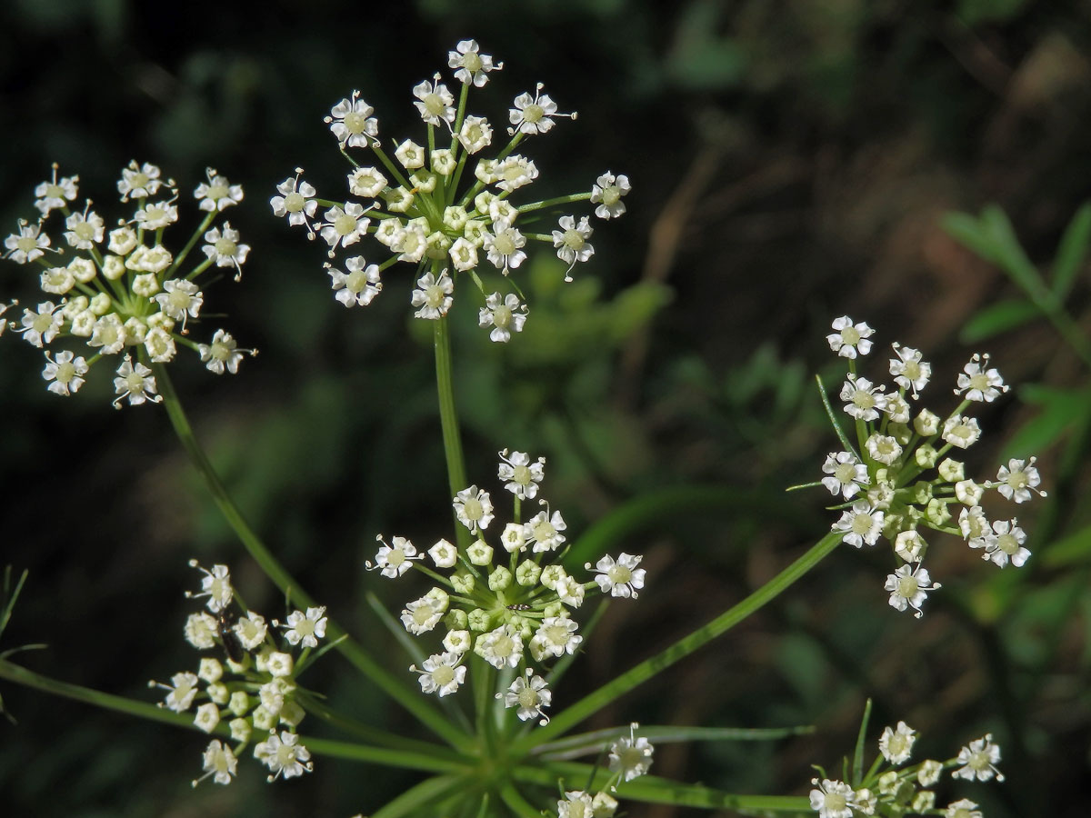 Smldník olešníkový (Peucedanum oreoselinum L.)