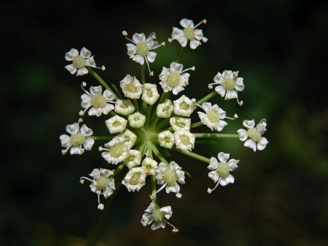 Smldník olešníkový (Peucedanum oreoselinum L.)