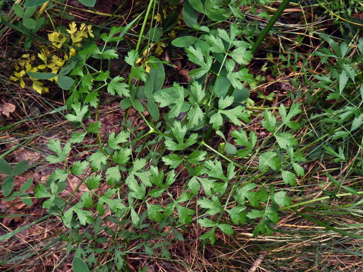 Smldník olešníkový (Peucedanum oreoselinum L.)