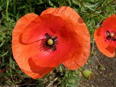 Mák vlčí (Papaver rhoeas L.)