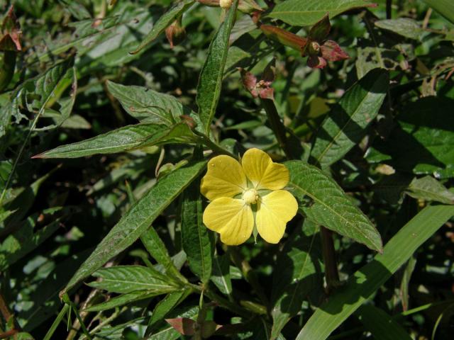 Zakucelka střídavolistá (Ludwigia alternifolia L.)