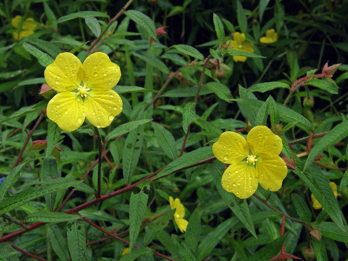 Zakucelka střídavolistá (Ludwigia alternifolia L.)