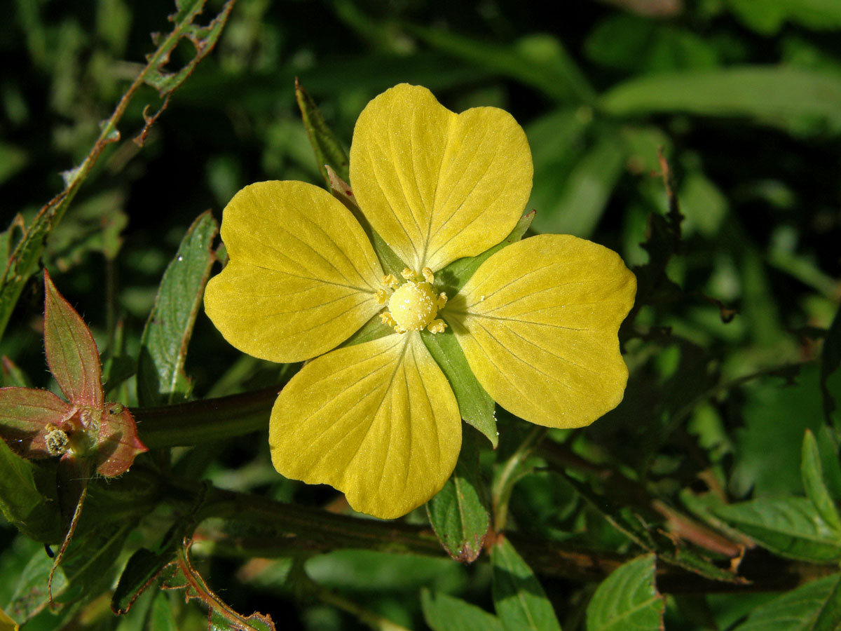 Zakucelka střídavolistá (Ludwigia alternifolia L.)