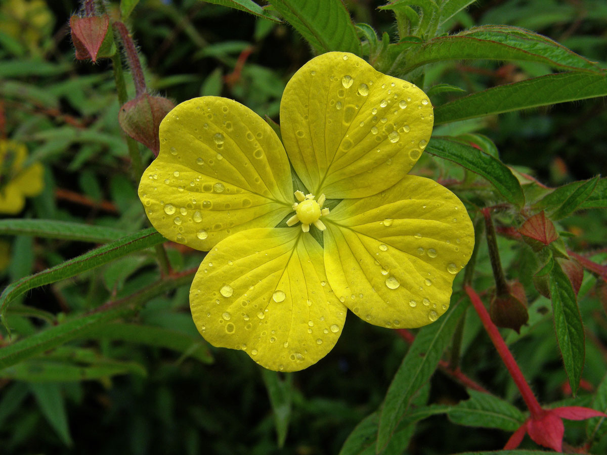 Zakucelka střídavolistá (Ludwigia alternifolia L.)