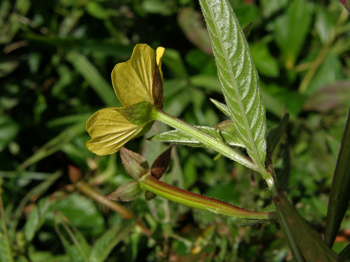 Zakucelka střídavolistá (Ludwigia alternifolia L.)