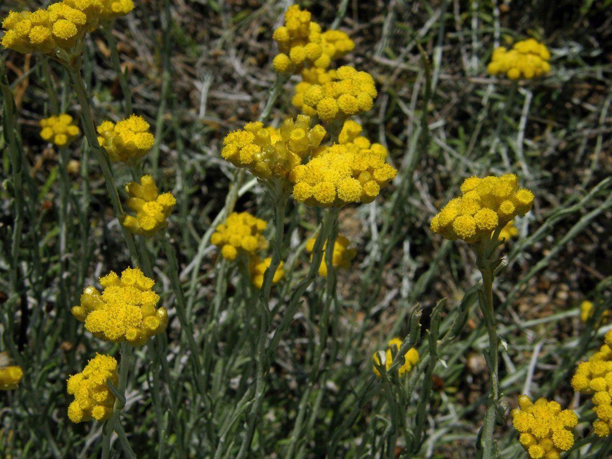 Smil (Helichrysum italicum (Roth) G. Don)