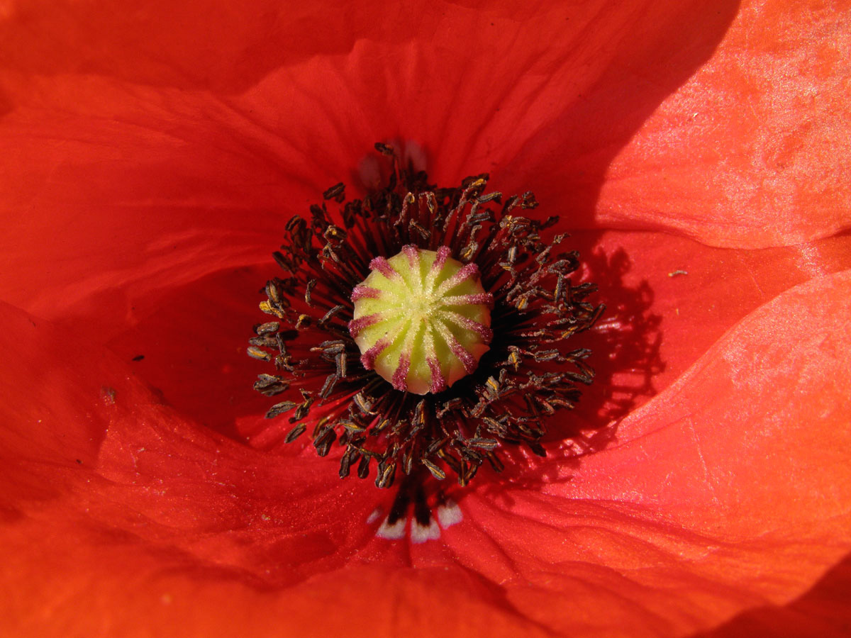 Mák vlčí (Papaver rhoeas L.)