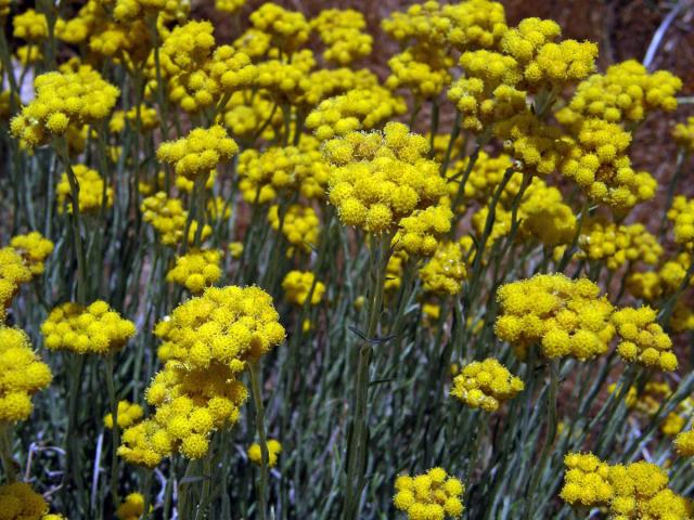 Smil (Helichrysum italicum (Roth) G. Don)