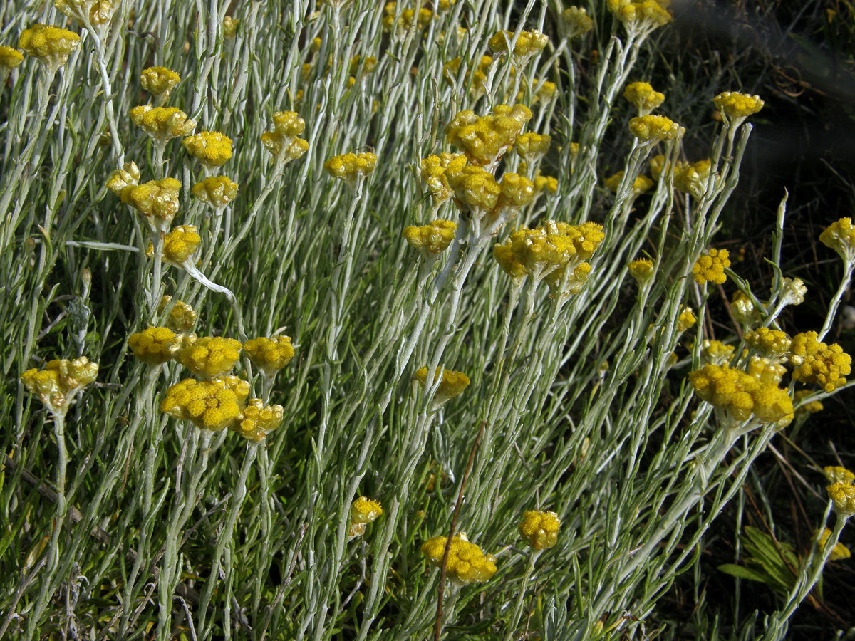 Smil (Helichrysum italicum (Roth) G. Don)