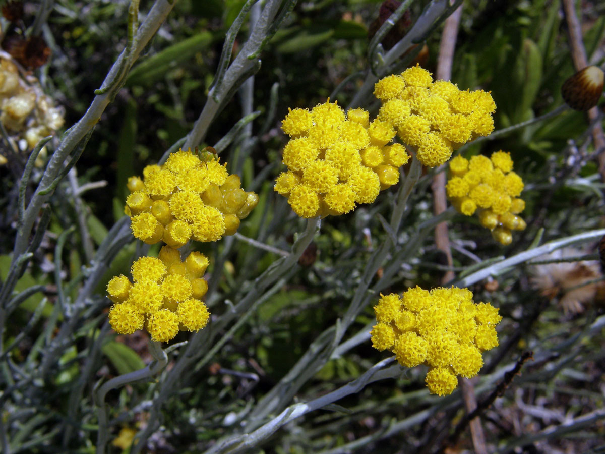 Smil (Helichrysum italicum (Roth) G. Don)