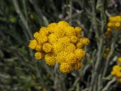 Smil (Helichrysum italicum (Roth) G. Don)