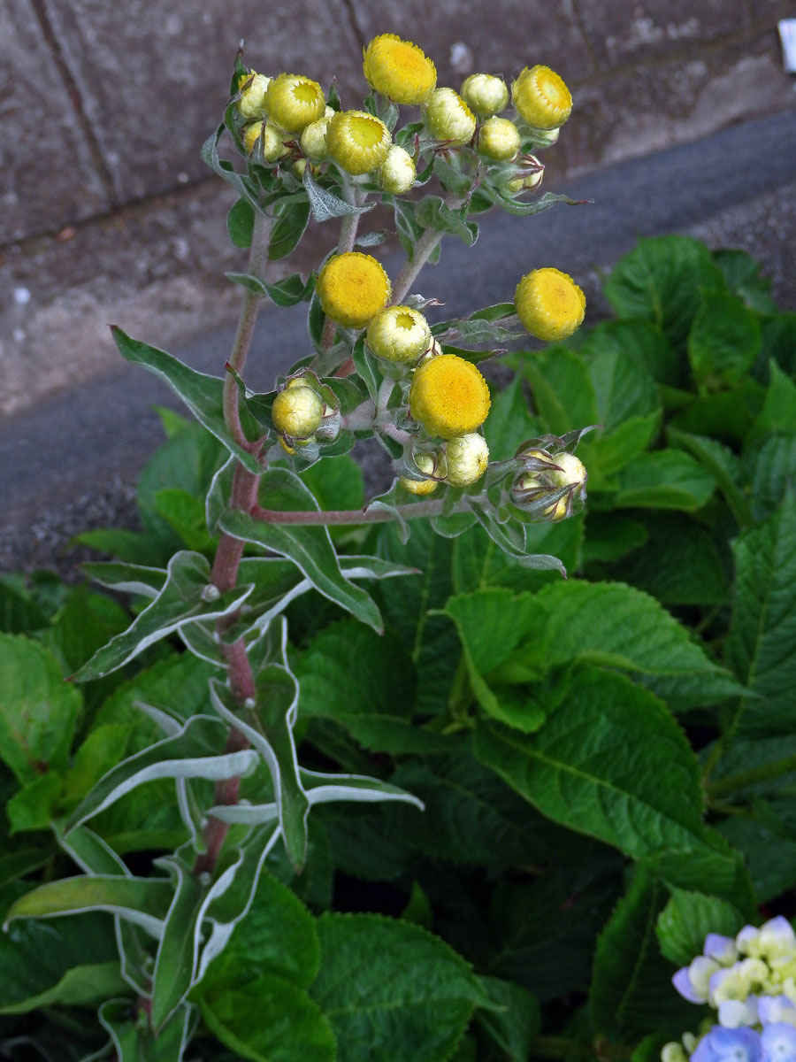 Smil (Helichrysum foetidum (L.) Moench)