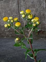 Smil (Helichrysum foetidum (L.) Moench)