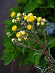 Smil (Helichrysum foetidum (L.) Moench)