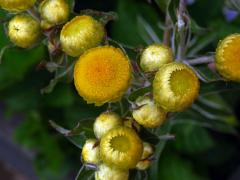 Smil (Helichrysum foetidum (L.) Moench)