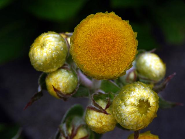 Smil (Helichrysum foetidum (L.) Moench)