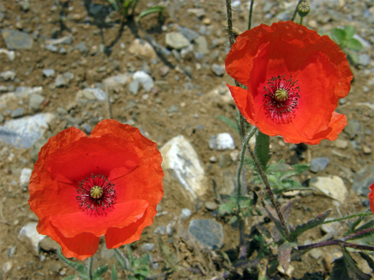 Mák vlčí (Papaver rhoeas L.)