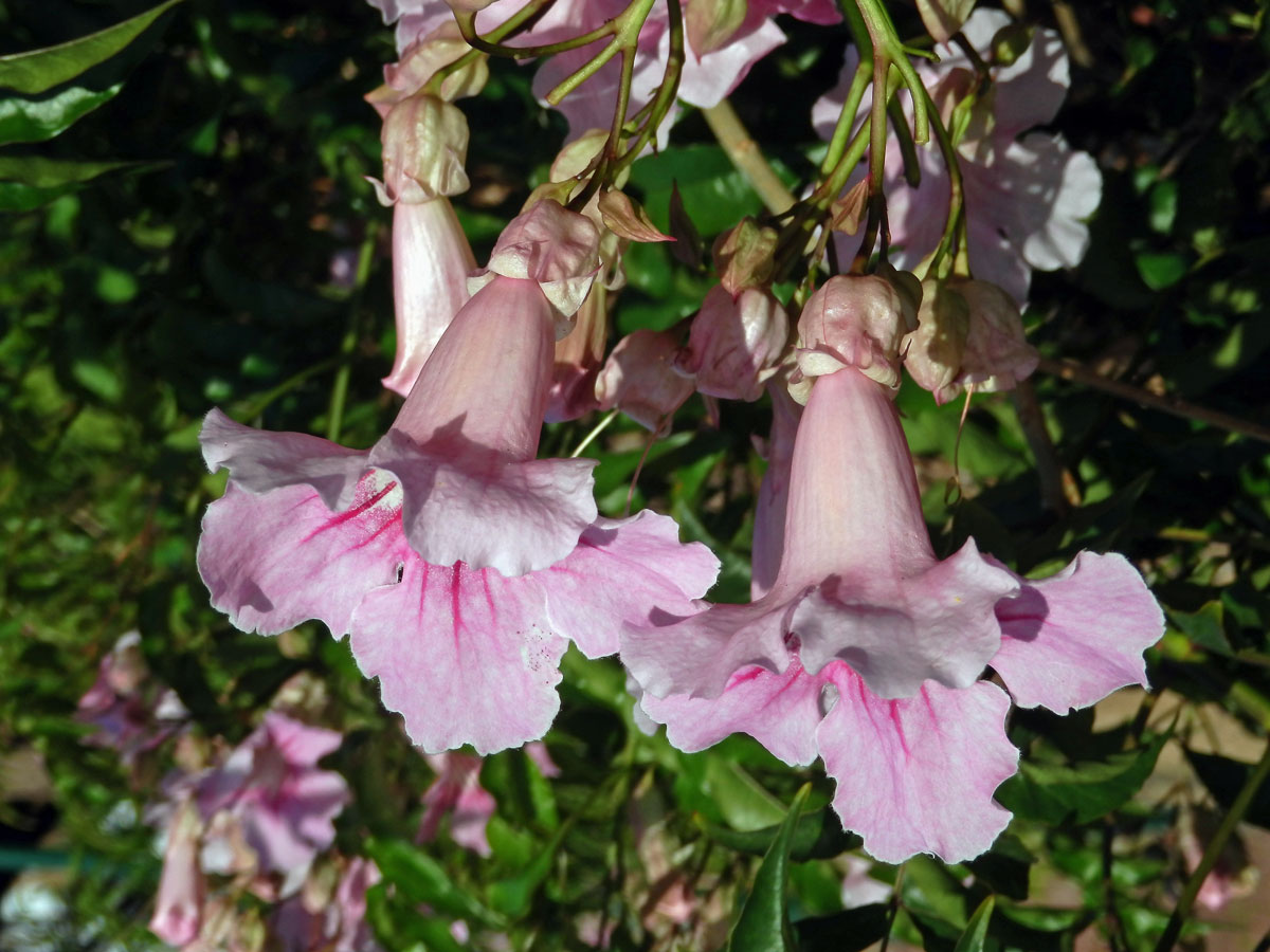 Podranea ricasoliana (Tanf.) Sprague