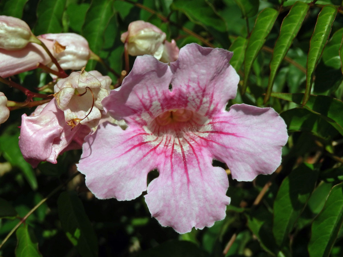 Podranea ricasoliana (Tanf.) Sprague