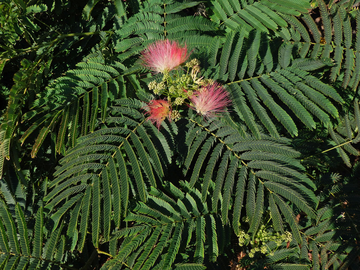 Albízie růžová (Albizia julibrissin Durazz.)