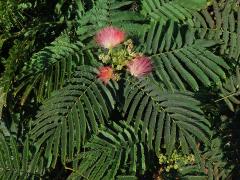 Albízie růžová (Albizia julibrissin Durazz.)   