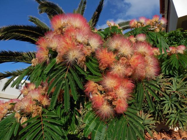 Albízie růžová (Albizia julibrissin Durazz.)