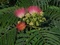 Albízie růžová (Albizia julibrissin Durazz.)