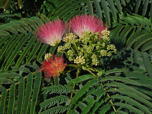 Albízie růžová (Albizia julibrissin Durazz.)