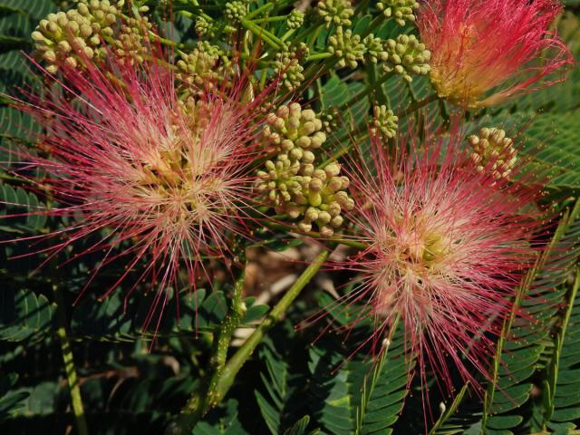 Albízie růžová (Albizia julibrissin Durazz.)