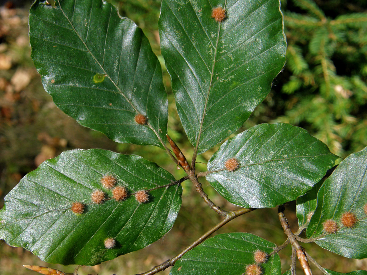 Hálky bejlomorky Hartigiola annulipes