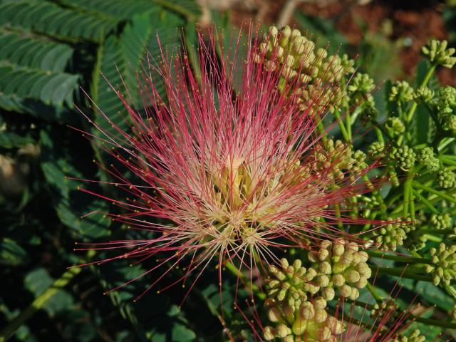 Albízie růžová (Albizia julibrissin Durazz.)