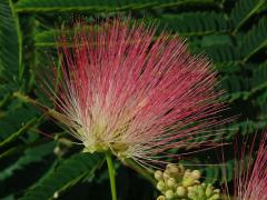 Albízie růžová (Albizia julibrissin Durazz.)