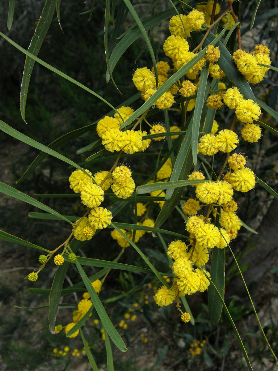 Akácie (Kapinice) pryskyřičnatá (Acacia retinodes Schltdl.)