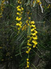 Akácie (Kapinice) pryskyřičnatá (Acacia retinodes Schltdl.)